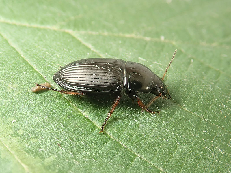 Carabidae: quale Harpalus? Amara fulvipes